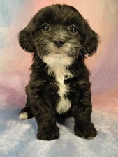 Female Lhasa Bichon puppy for sale #29 Born February 7th 2012